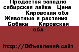 Продается западно сибирская лайка › Цена ­ 20 000 - Кировская обл. Животные и растения » Собаки   . Кировская обл.